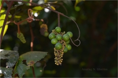Ampelocissus arnottiana